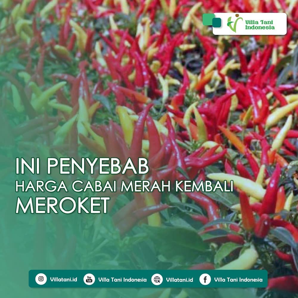 Mengapa Harga Cabe Tidak Pernah Stabil?