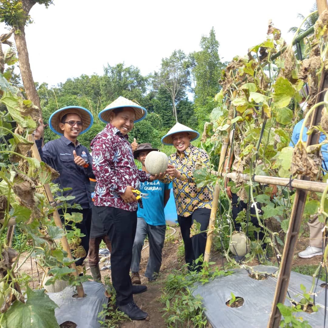 Wakil walikota Cilegon dan Bang Narji Cagur metik melon di kebun villa tani