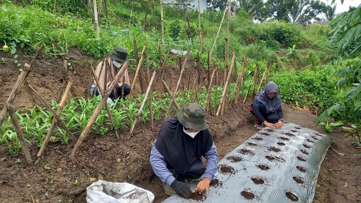 Ramadhan tetap produktif dengan bertani