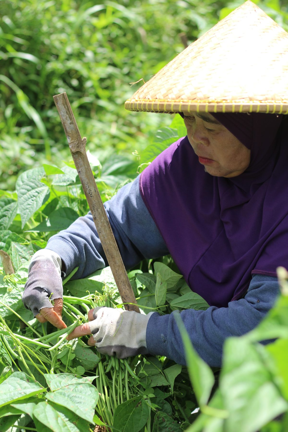 Bermitra dengan 30 Petani Buncis Kenya, Villa Tani dan Sekolah Tani Berhasil Memproduksi Buncis Kenya Kualitas Ekspor!